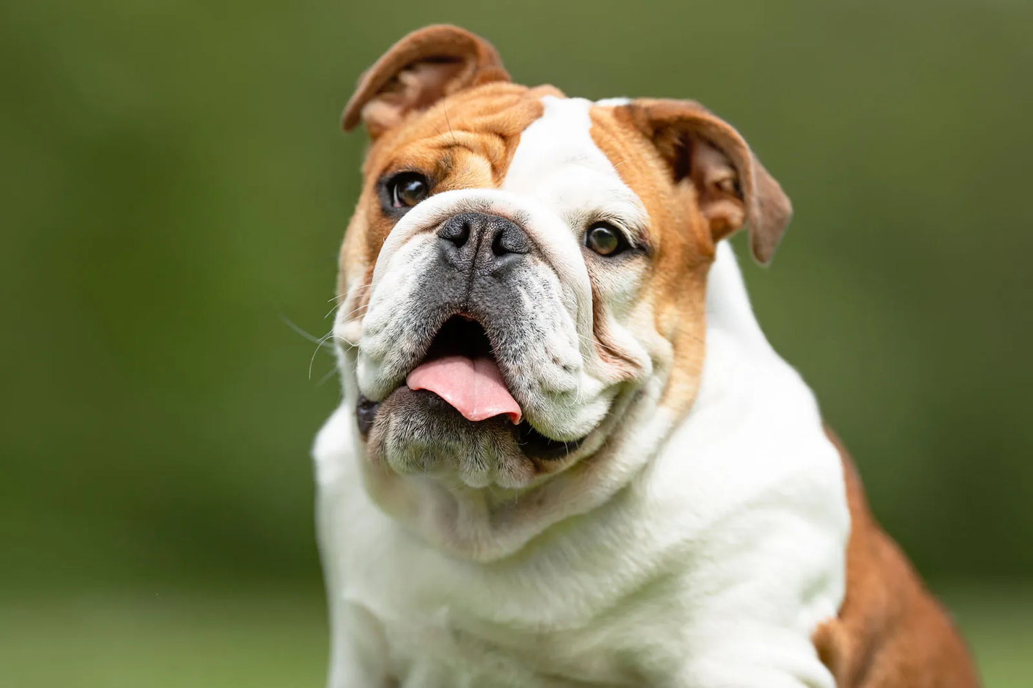 English Bulldog Puppies Available For Sale In Pune.