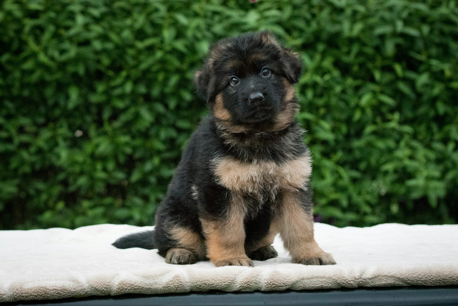 German Shepherd Puppy Price In Delhi.