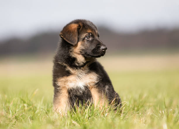 Get Talented German Shepherd Available In Goa.