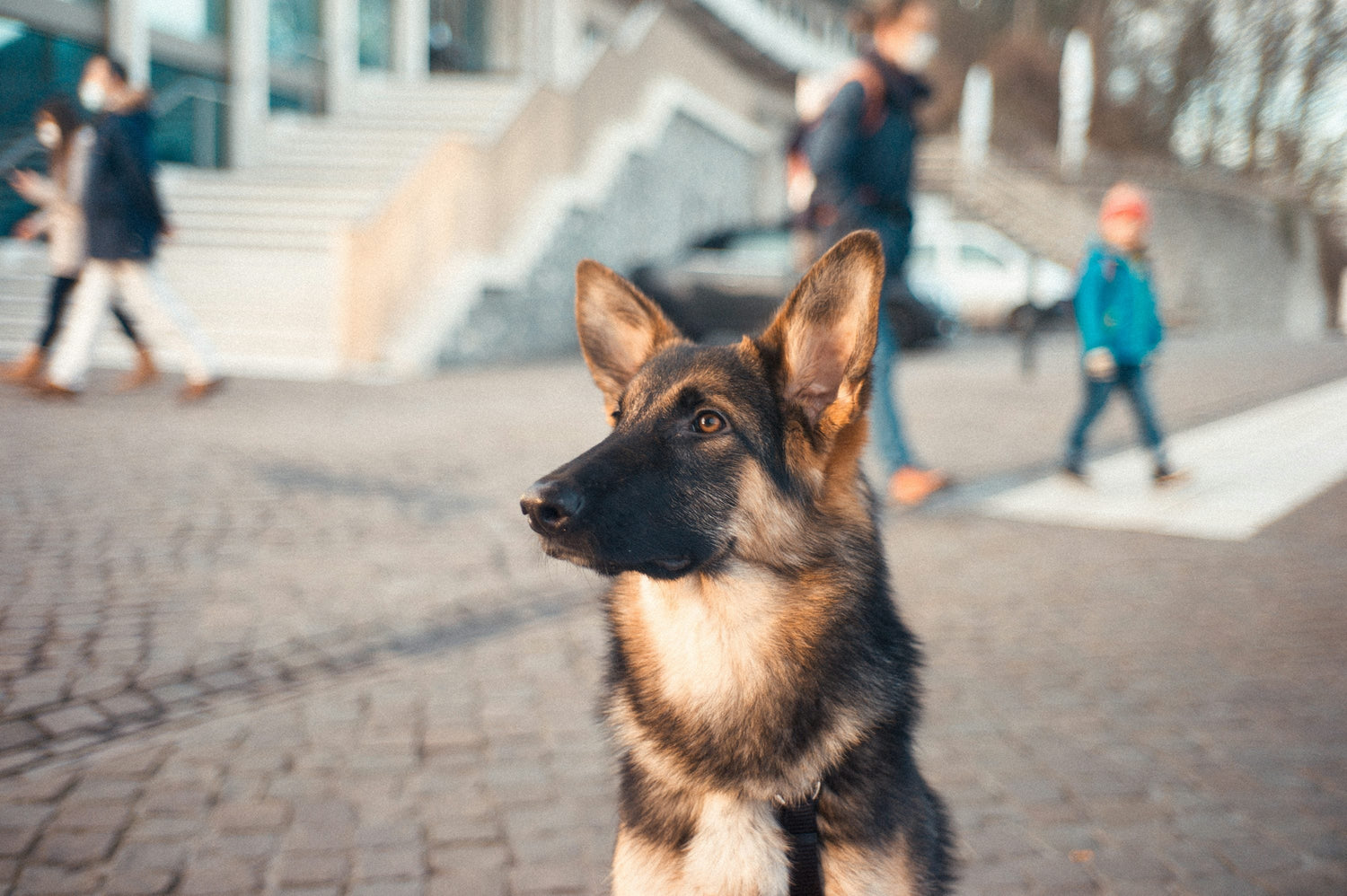 Purchase Male German Shepherd Puppies Available For Sale In Hyderabad.