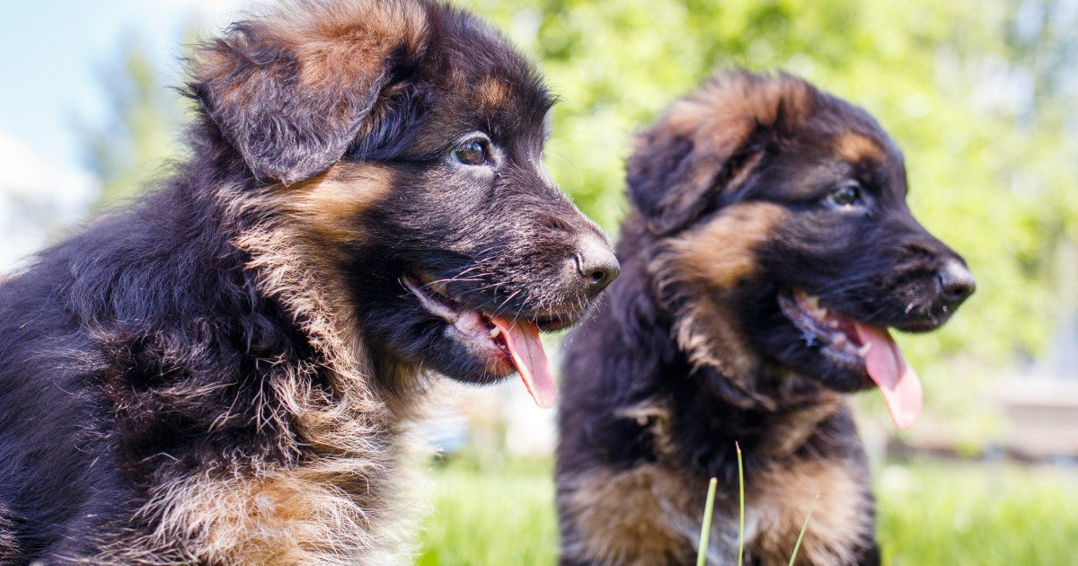  Purchase Vet Checked German Shepherd Puppies Available For Sale In Ahmedabad.