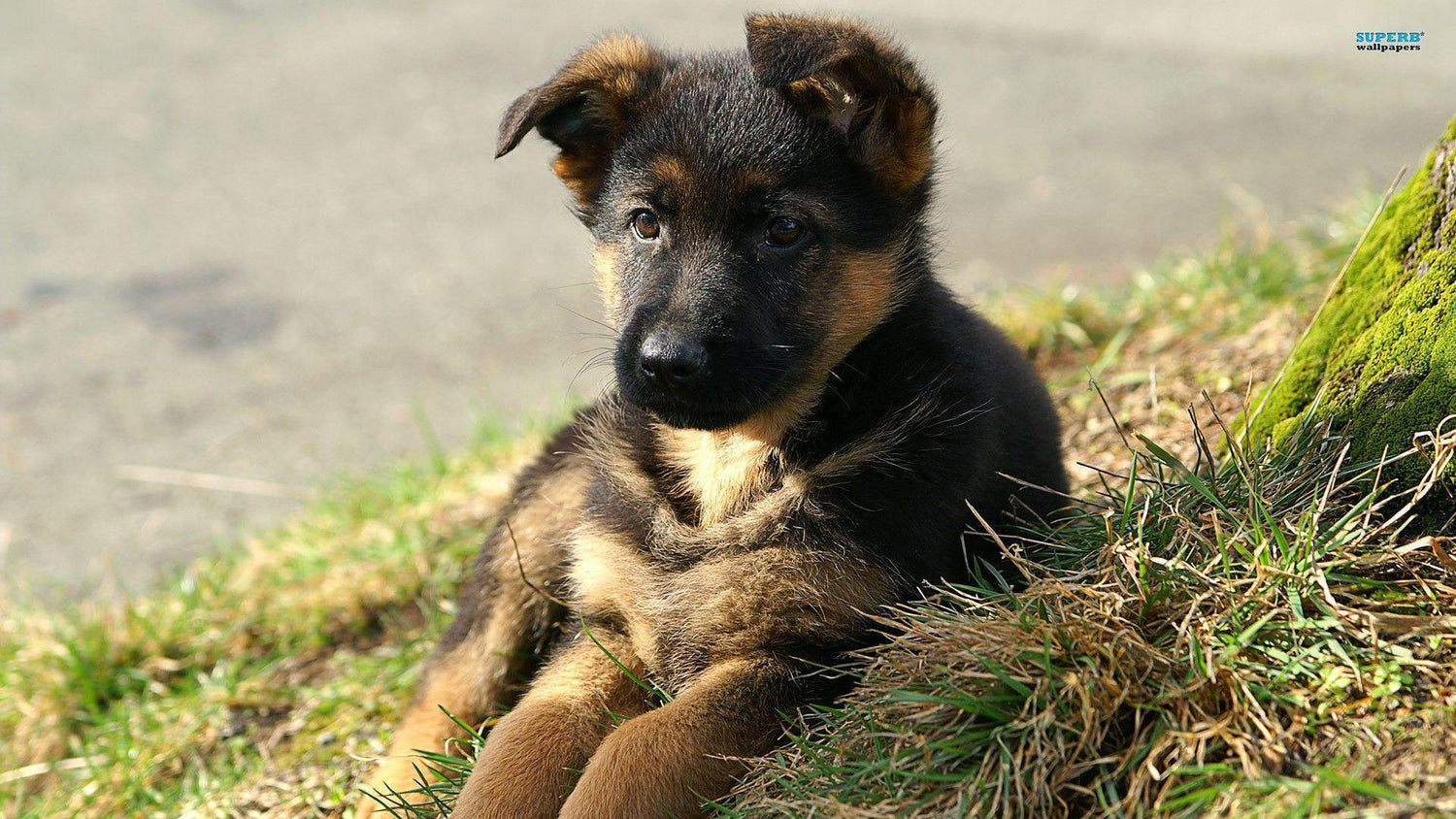 German Shepherd Puppies Available For Sale In Mumbai.