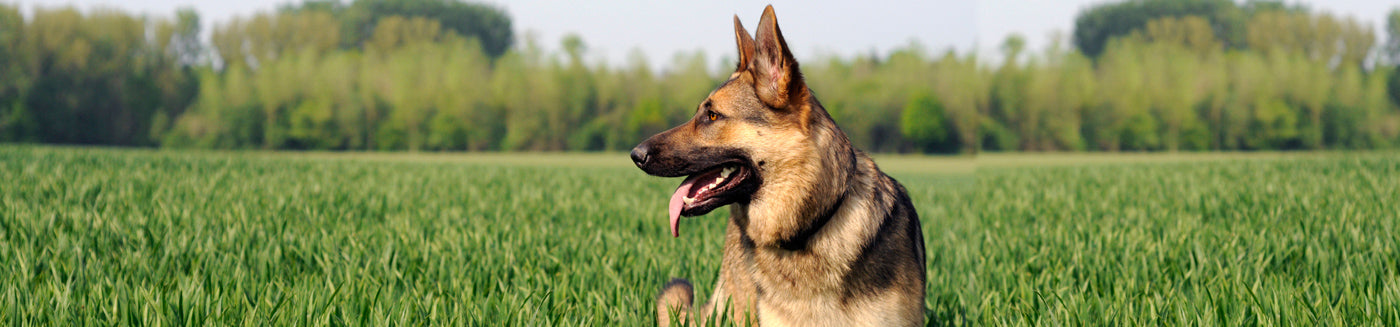 Get Talented German Shepherd Puppies Available For Sale In Pune.