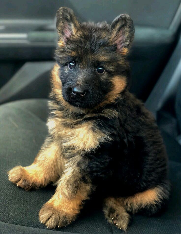 German Shepherd Puppies Available For Sale In Bangalore.