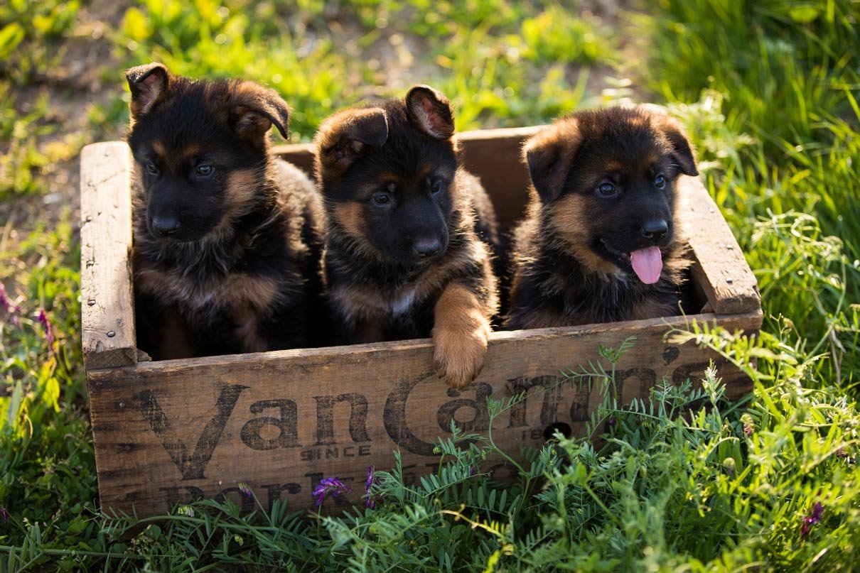 Champion Bloodline German Shepherd Male & Female Puppies Available For Sale In Jaipur