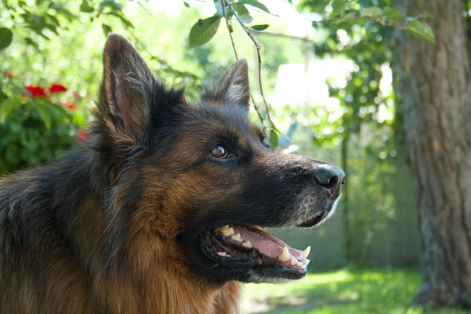 German Shepherd dog breeder in vizag