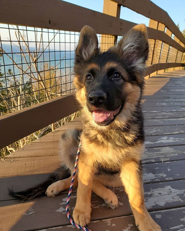 German Shepherd