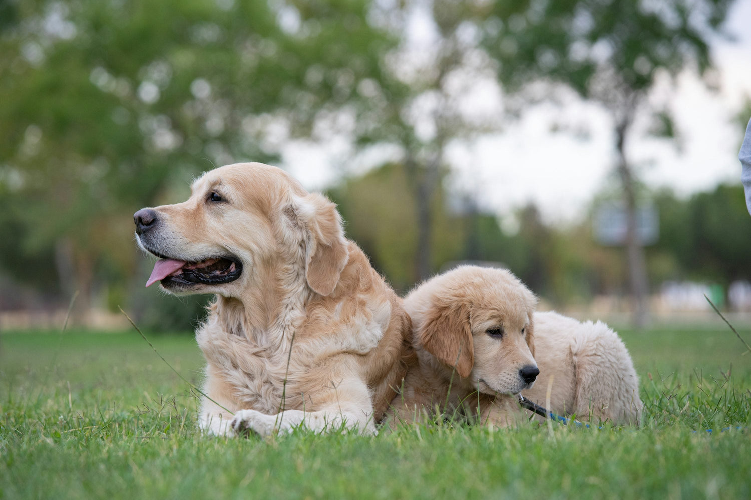 Buy Champion Bloodline Golden Retriever Puppies Available For Sale In Ahmedabad.