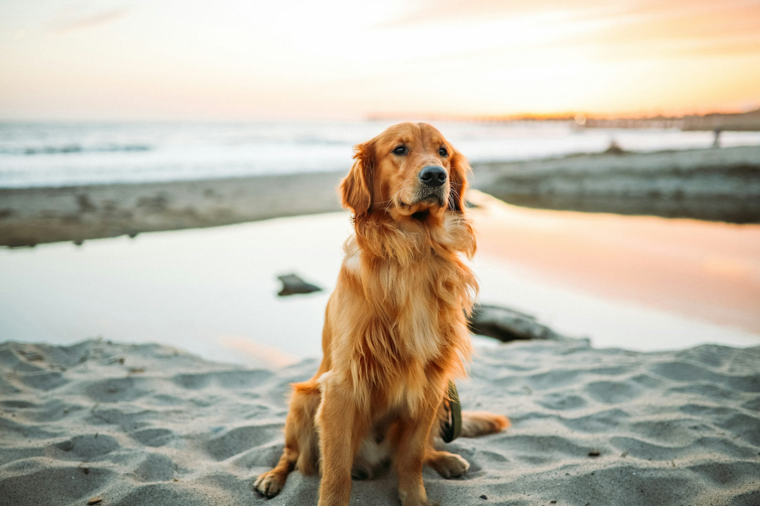Buy Healthy Golden Retriever From Delhi