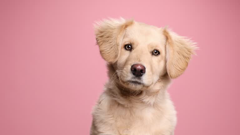 Get Loyal Golden Retriever Puppies From Goa.