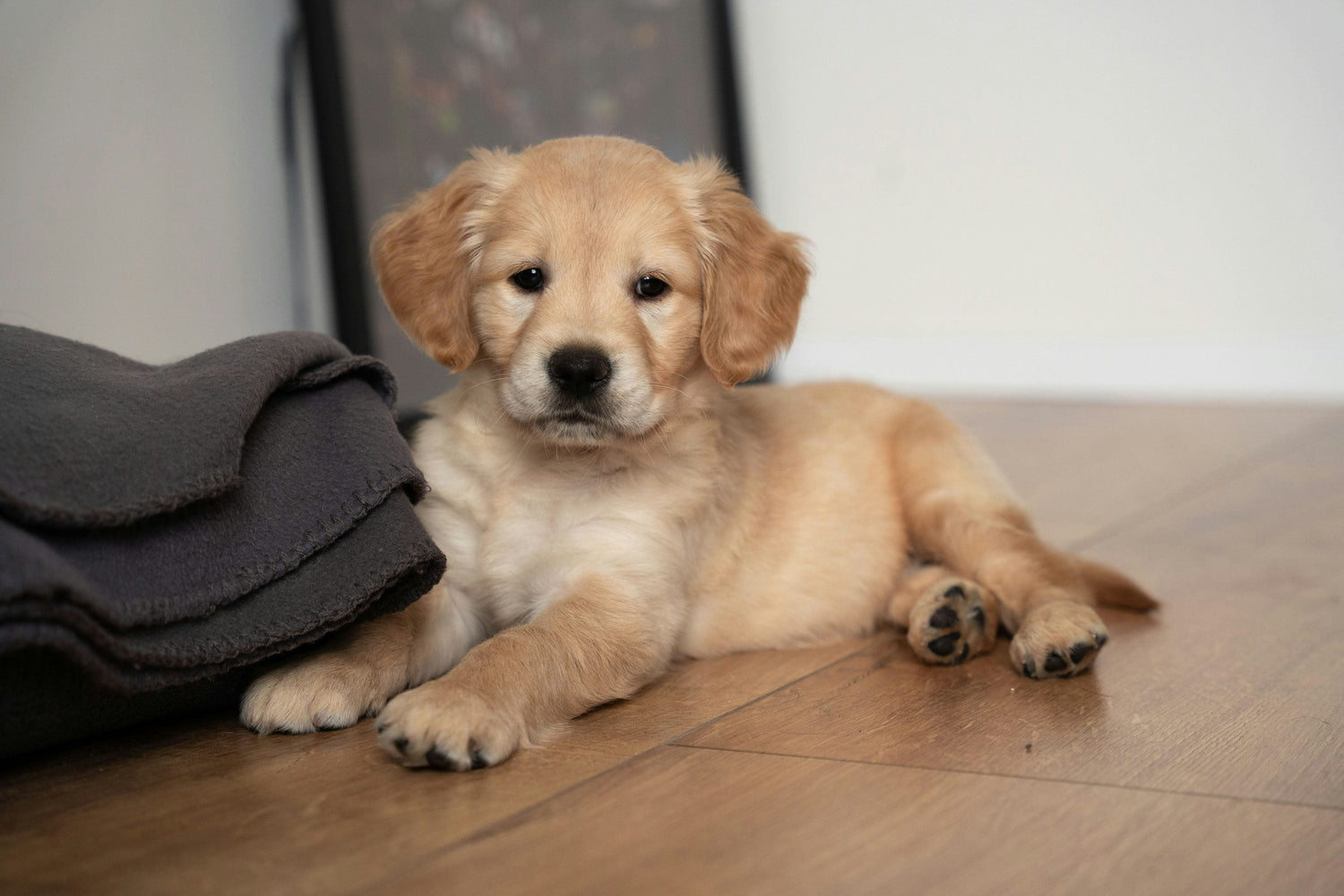 Buy Champion Bloodline  Golden Retriever Puppies Available For Sale In Hyderabad.