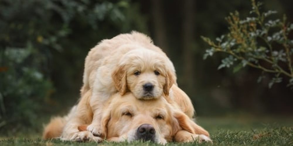 We have best quality golden retriever puppies available for sale in pune.