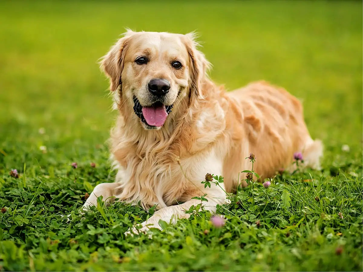 Golden Retriever Puppies Available For Sale In Bangalore.