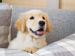 Golden retriever dog breeder in vizag