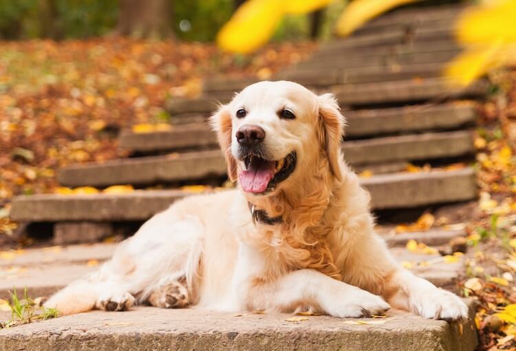 Champion Bloodline Male Golden Retriever  Puppies Available For Sale In Jaipur