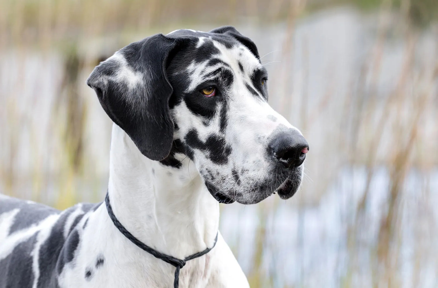 Great Dane Puppies Available For Sale In Bangalore.