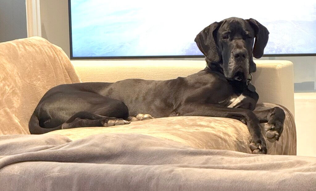 Buy Great Dane Puppies At Affordable Price In Pune.
