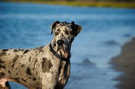 Great Dane dog breeder in vizag