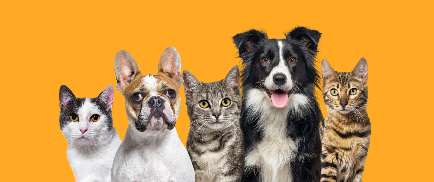 Know your puppies price with the help of us.