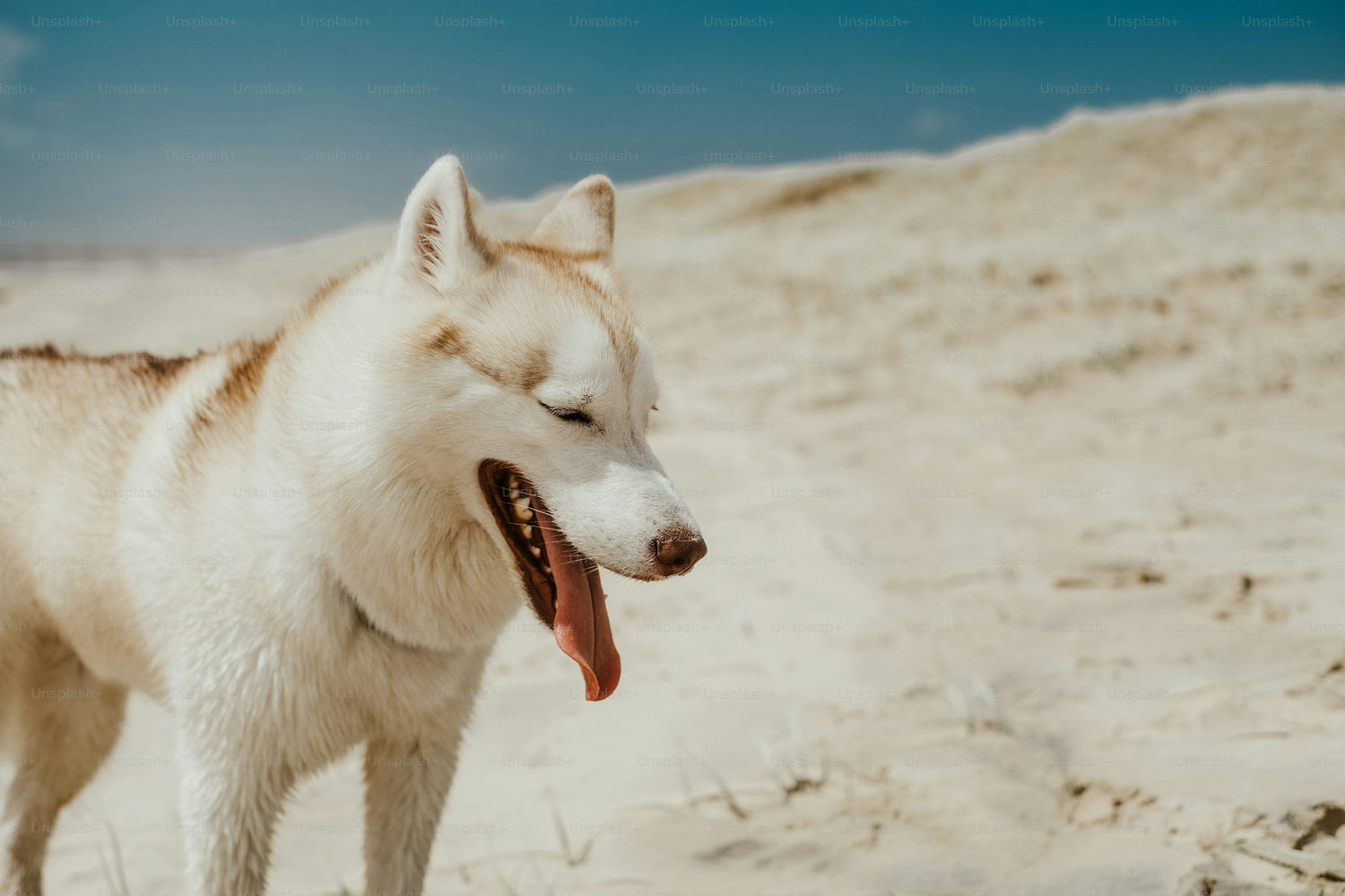 Get Male & Female Siberian Husky Puppies Available For Sale In Ahmedabad.