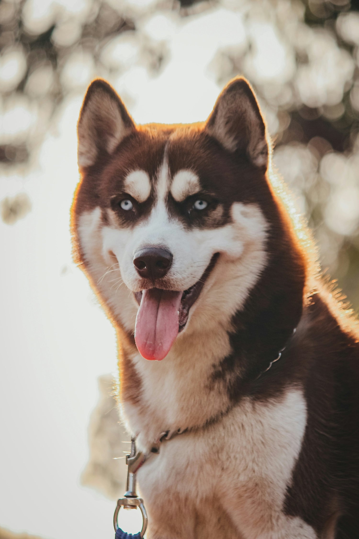 Buy Smart Siberian Husky Available For Sale In Delhi.
