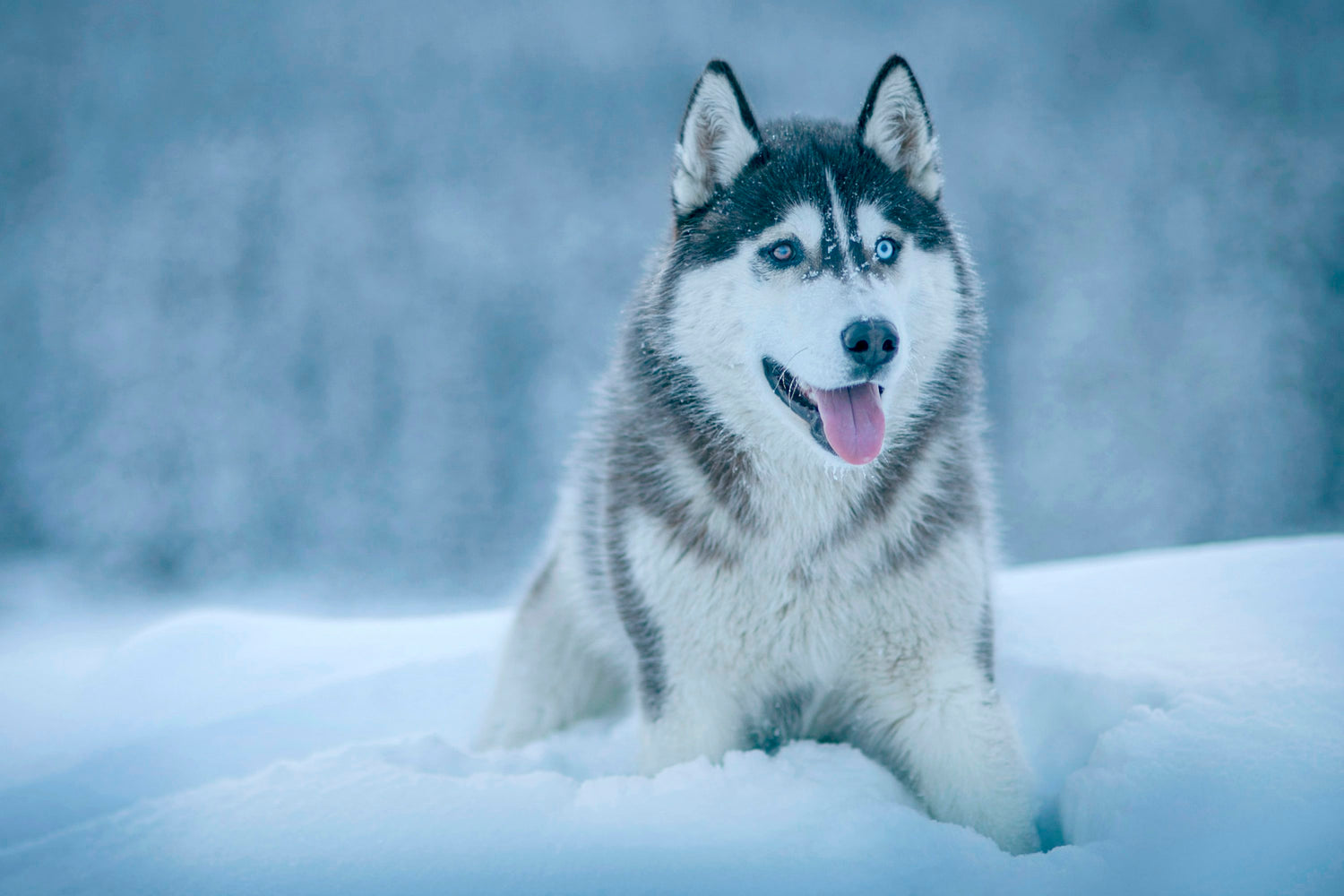 Buy Double Coat Husky Male Puppies Available For Sale In Goa.