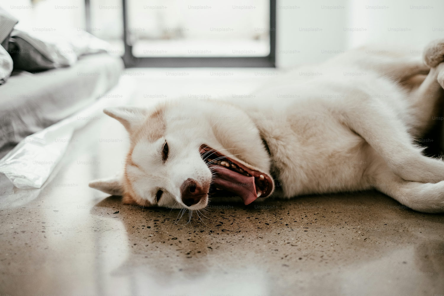 Talented Siberian Husky Puppies Available For Sale In Hyderabad.