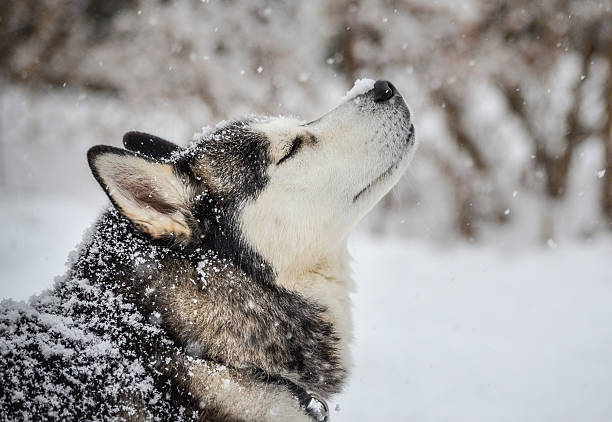 Siberian Husky Puppies Available For Sale In Mumbai.