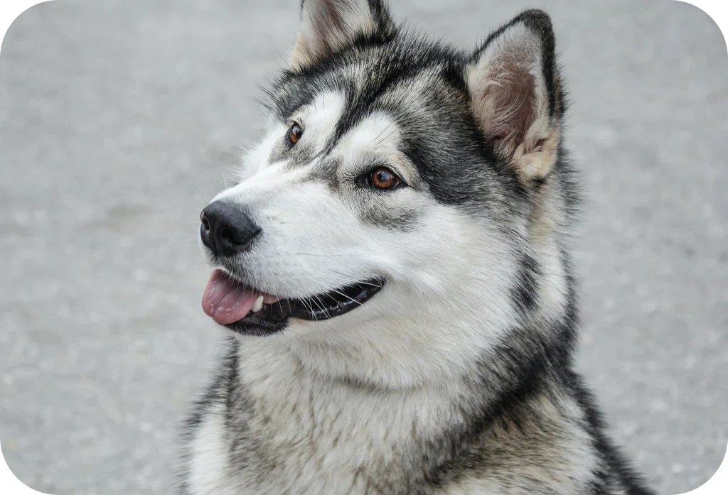 Siberian Husky Puppies Available In Pune.