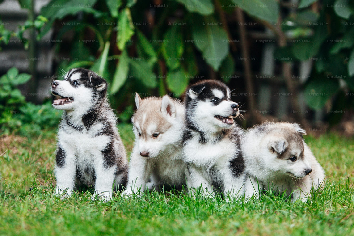 Wooly Coat Siberian Husky Male & Female  Puppy Available For Sale In Jaipur