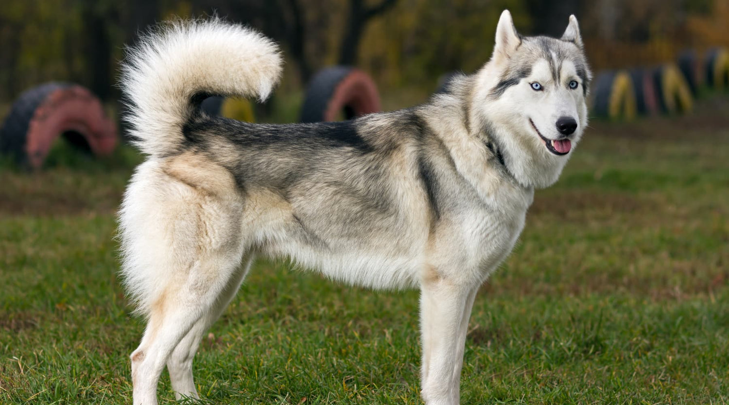 Siberian husky dog breeder in vizag