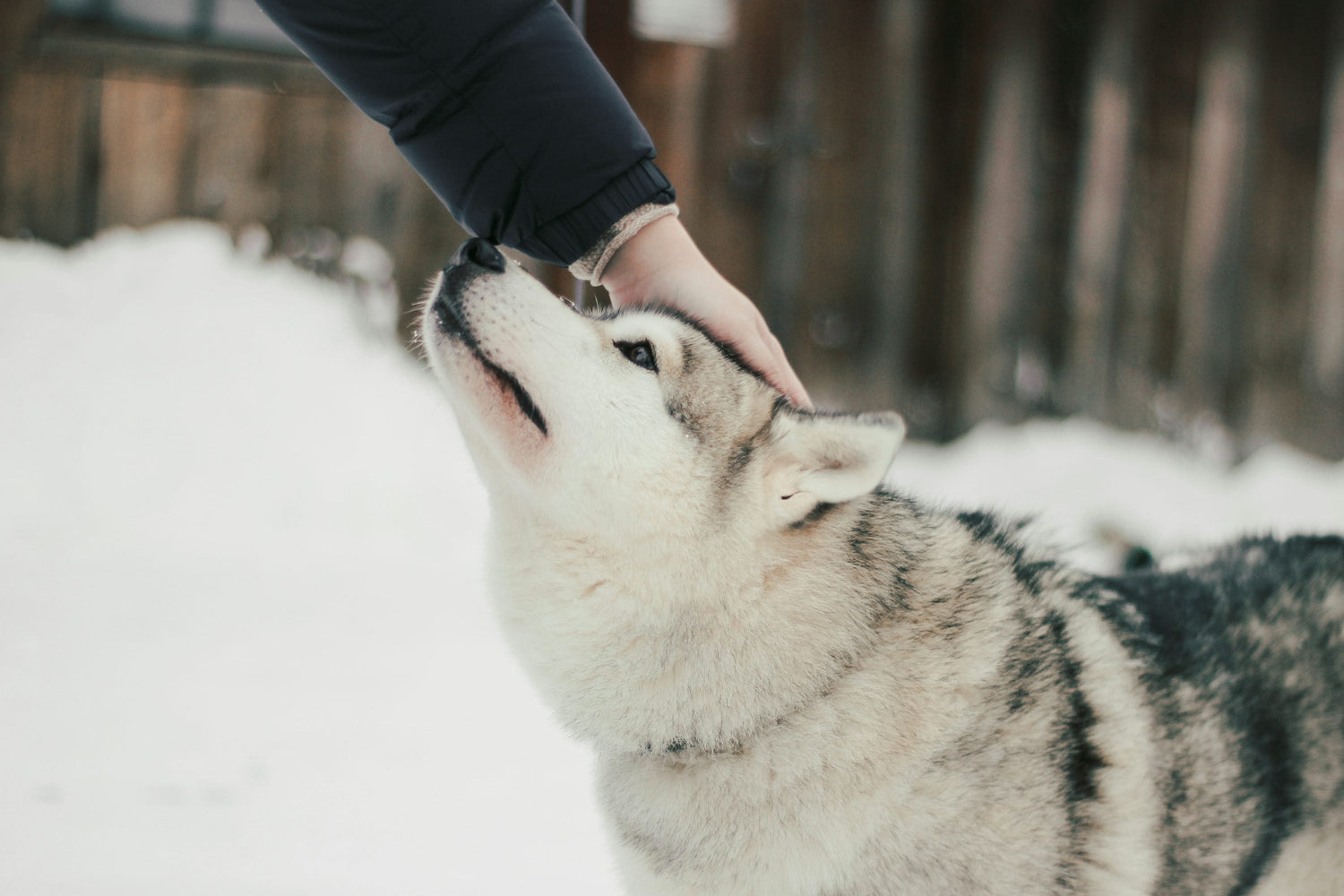 We Have Adventurous Siberian Husky Puppies In Chennai.