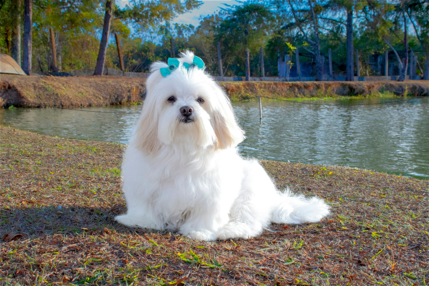 Hypoallergenic Dogs