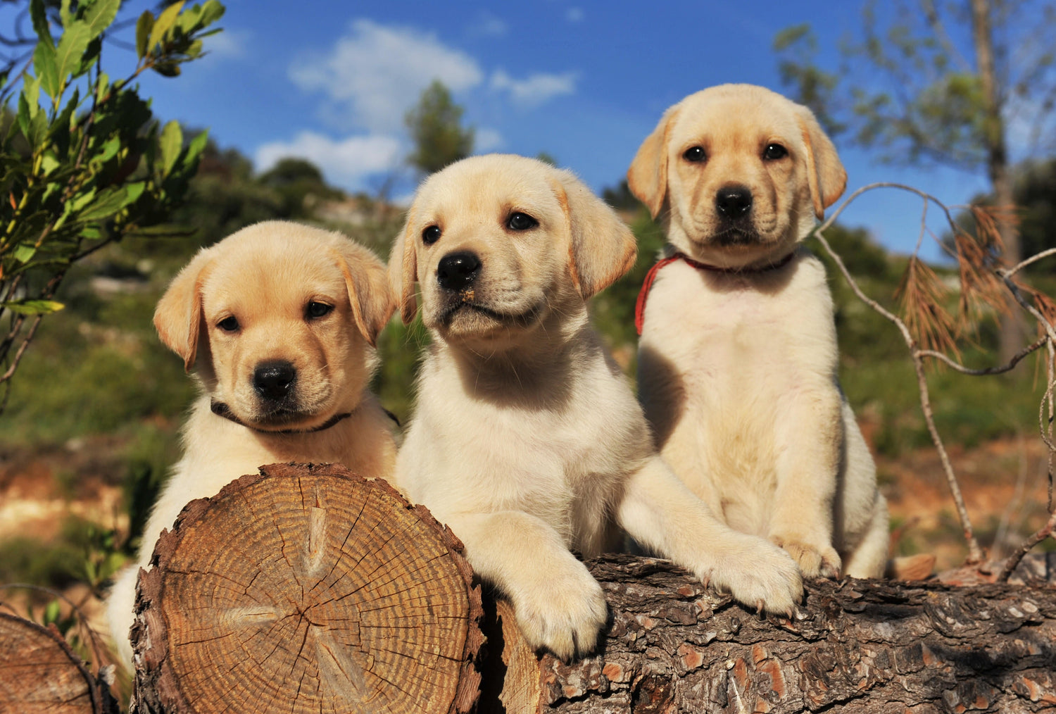 Get Male & Female Labrador Retriever Puppies Available For Sale In Ahmedabad.
