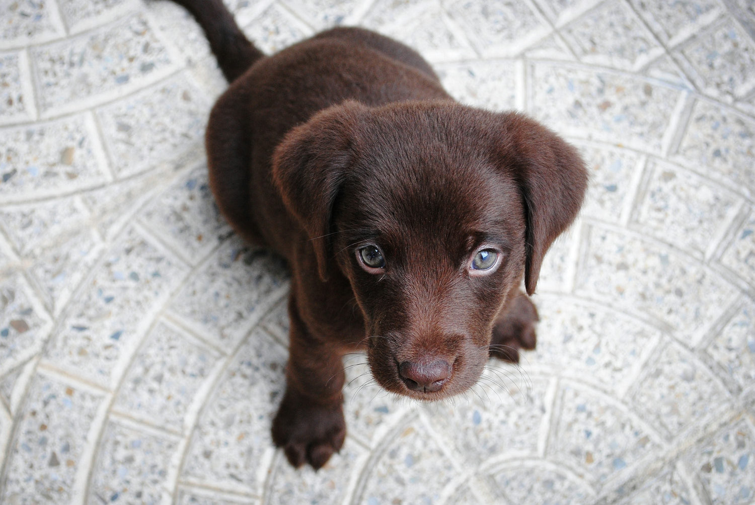 Get Healthy & Happy Labrador Retriever Puppies Available In Delhi.