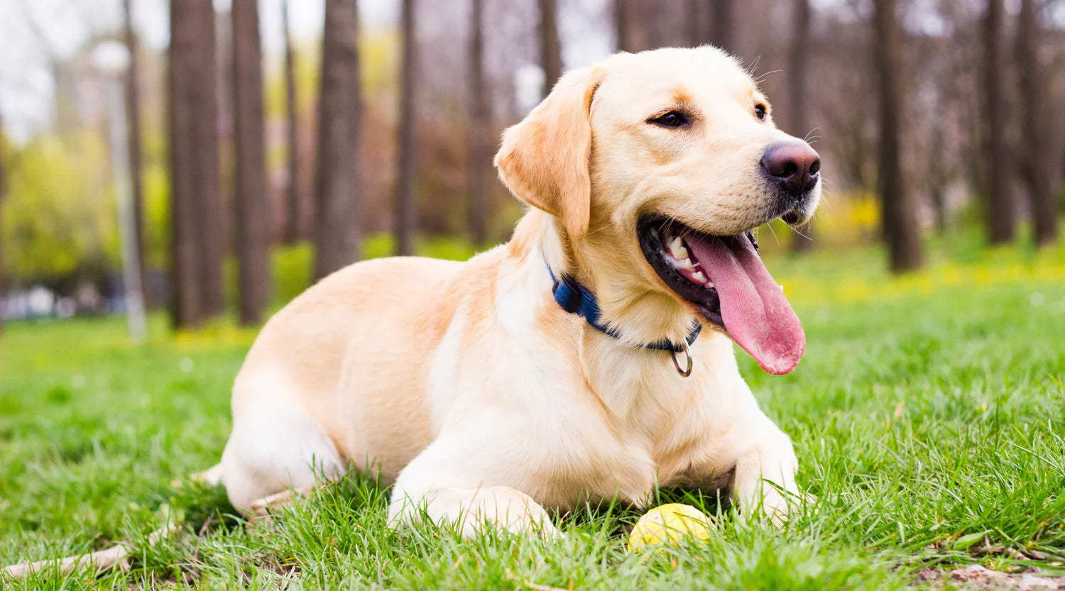 Labrador Retriever Puppy Available For Sale In Goa.