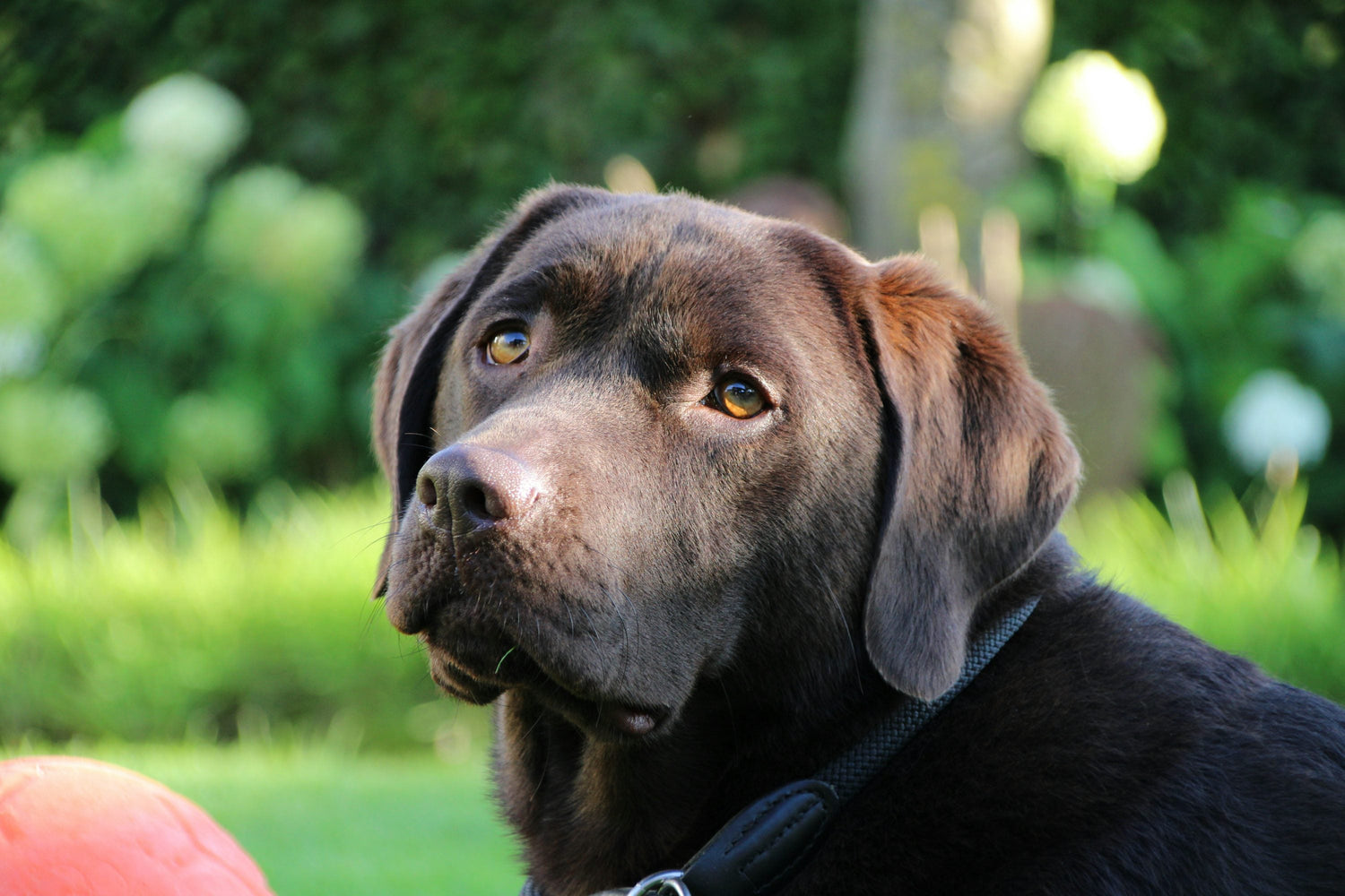 Male & Female Labrador Retriever Puppies Available For Sale In Hyderabad.