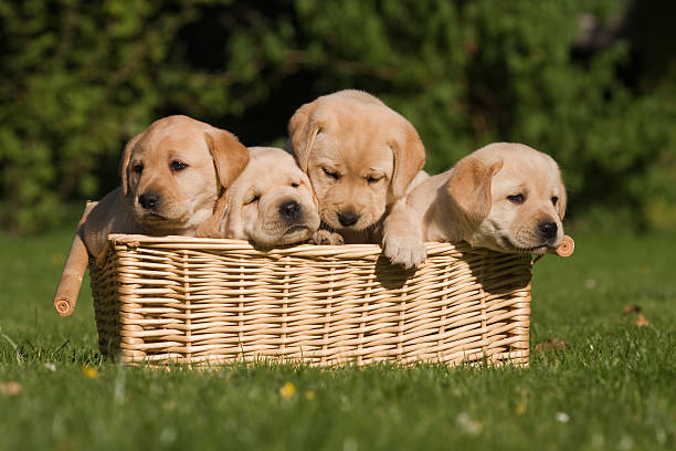 Labrador Retriever Puppies Available For Sale In Mumbai.