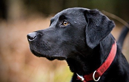 KCI Registered Labrador Retriever Puppies Available For Sale In Jaipur.