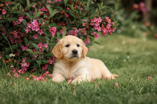 We Have Champion Bloodline Labrador Retriever Puppies At Chennai.