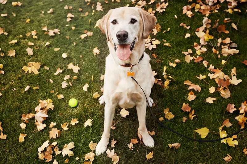 labrador retriever dog breeder in vizag