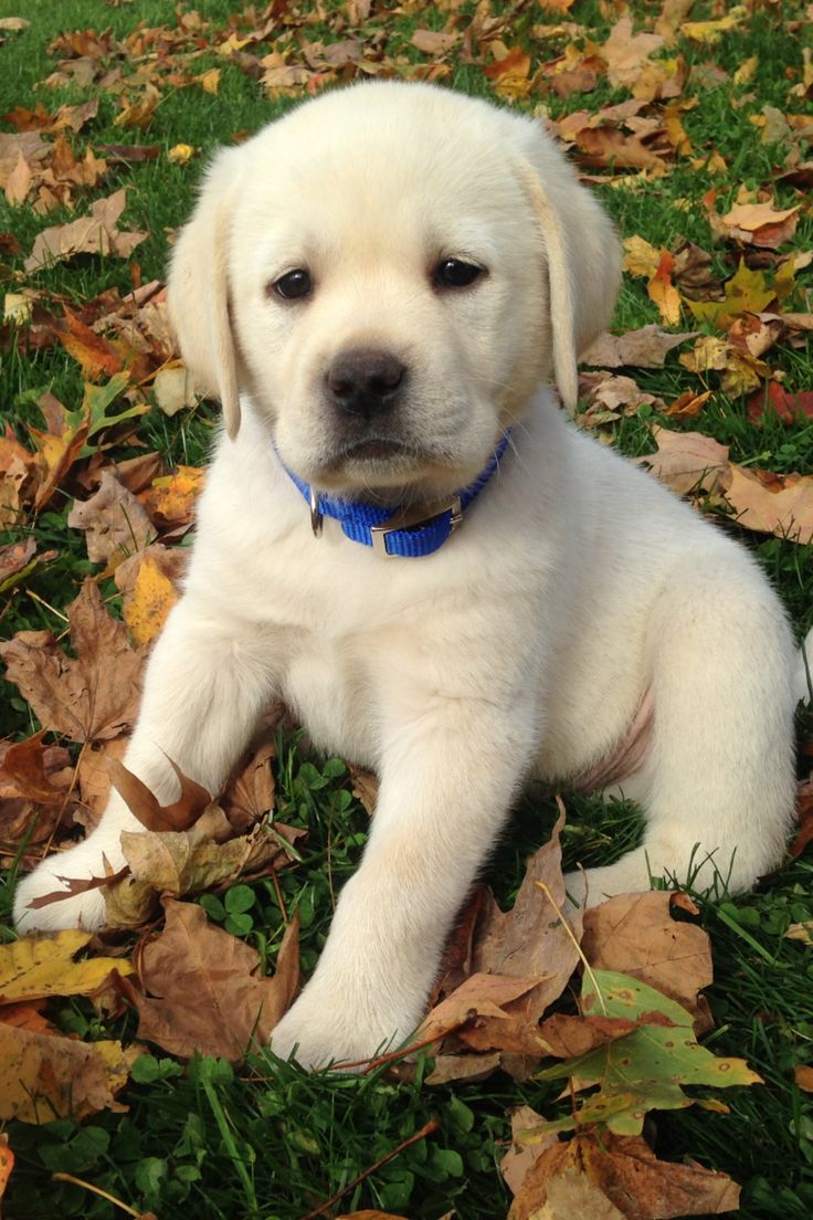 Labrador retriever