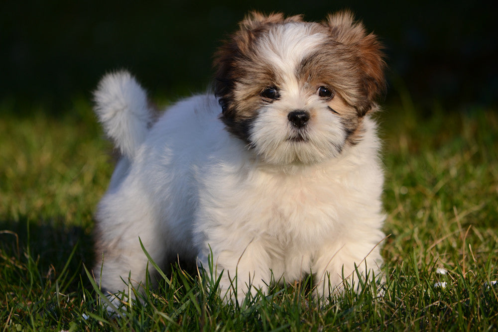 Lhasa Apso Puppies Available For Sale In Bangalore.
