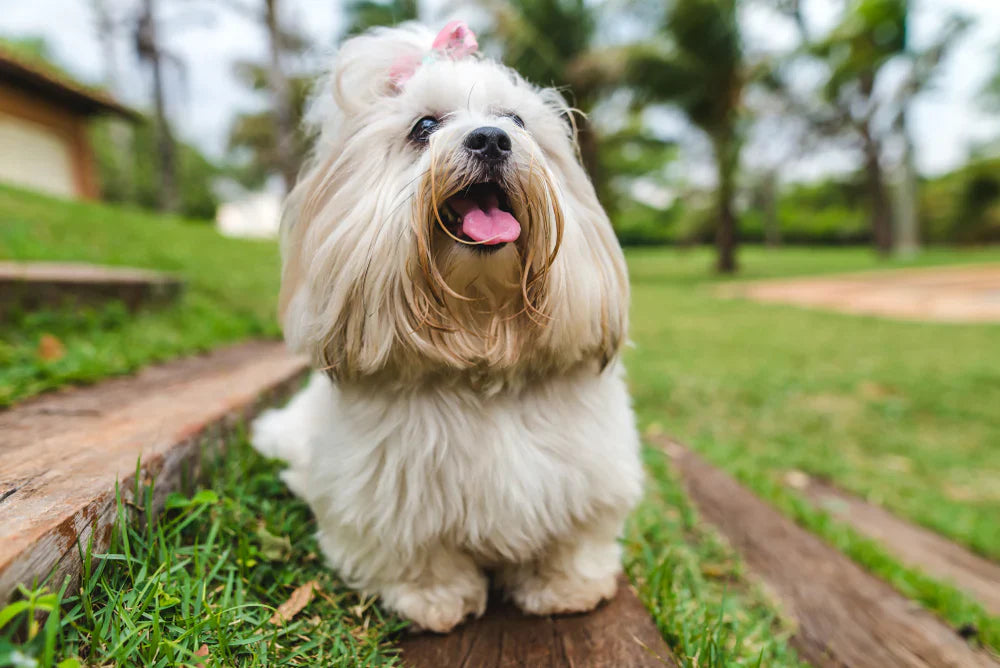 Lhasa apso dog breeder in vizag