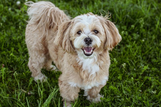 Lhasa Apso Puppies Available In Delhi At Affordable Price.