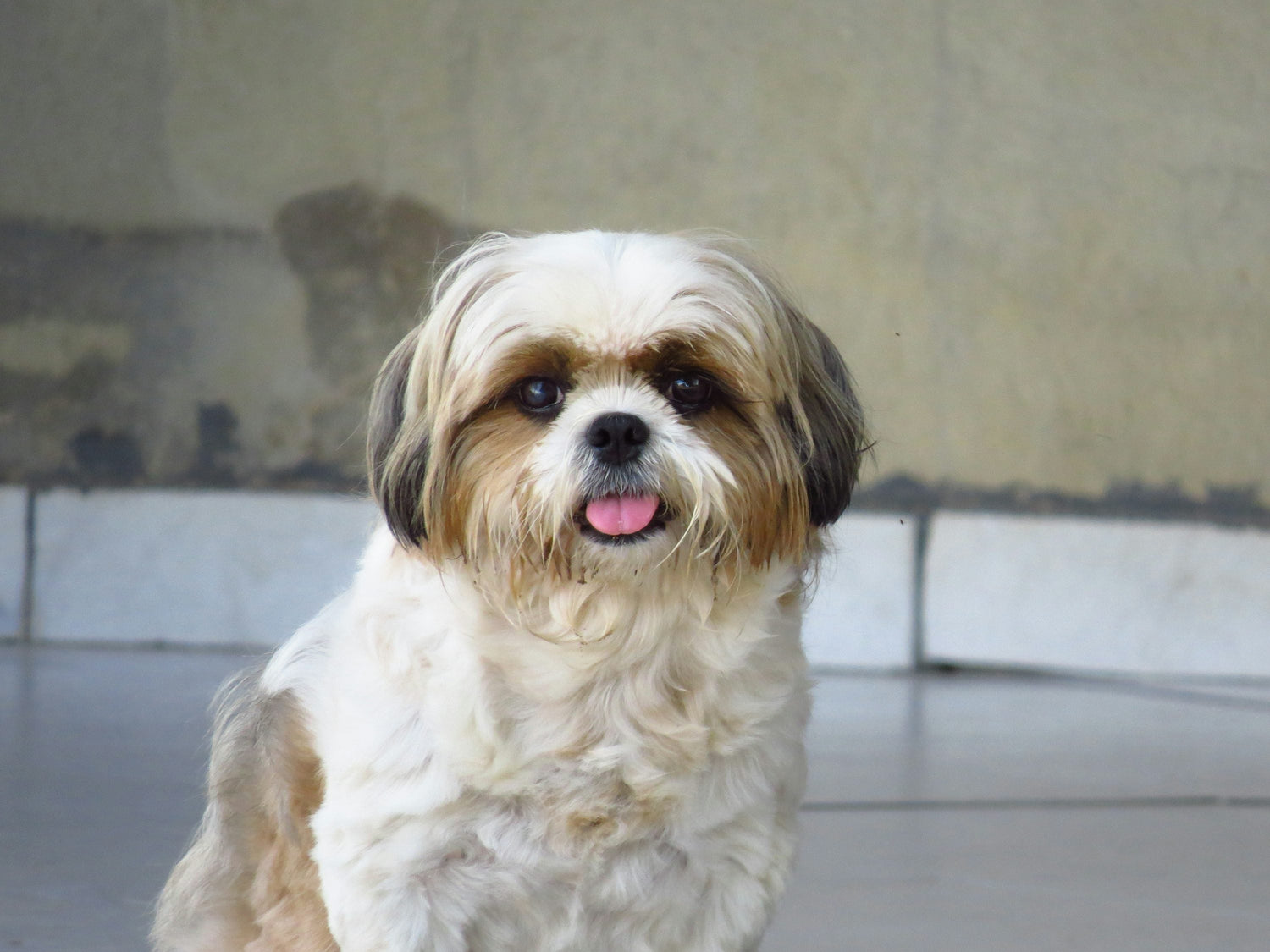 Lhasa Apso Puppies Available For Sale In Goa.