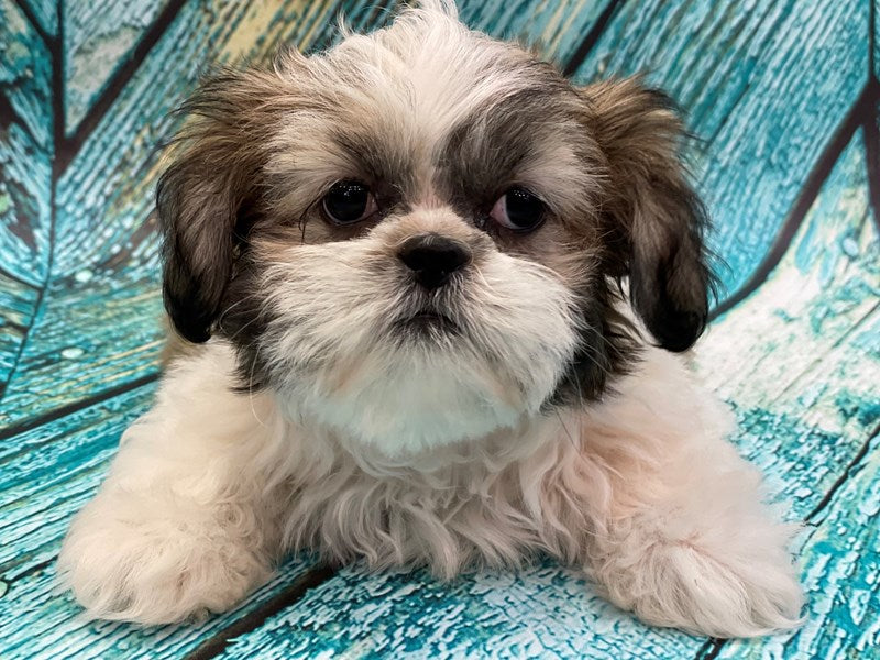 We have Male Lhasa Apso Puppies Available For Sale In Hyderabad.