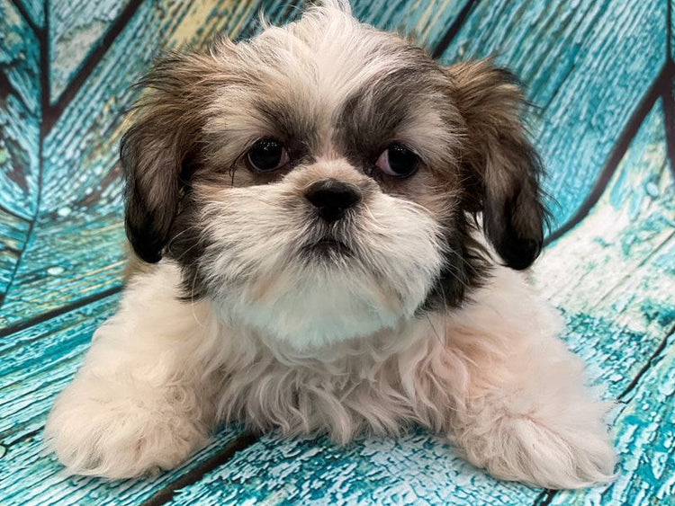 We have Male Lhasa Apso Puppies Available For Sale In Hyderabad.