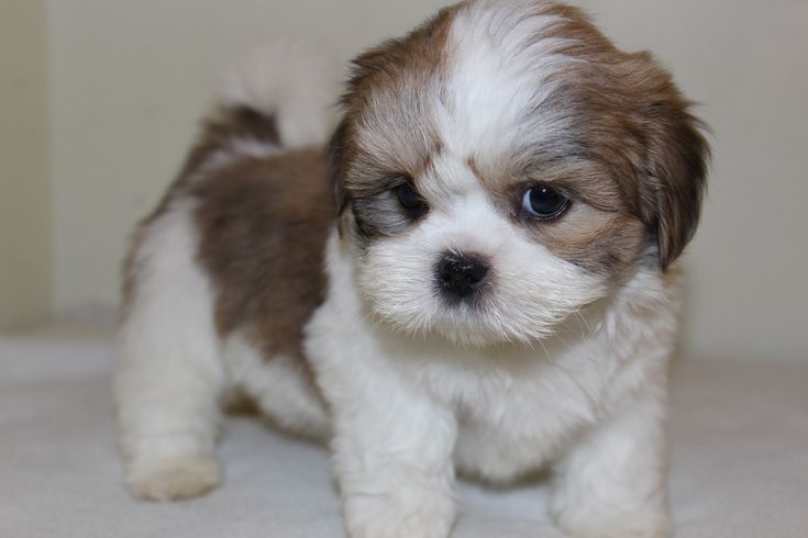 Lhasa Apso Puppies Available For Sale In Mumbai.