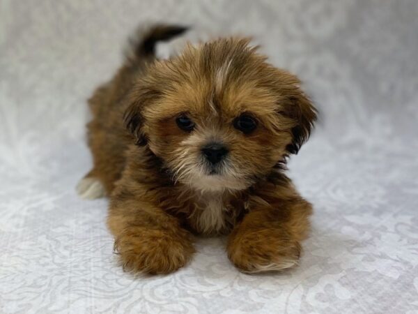 Buy Lhasa Apso Puppies From Pune.